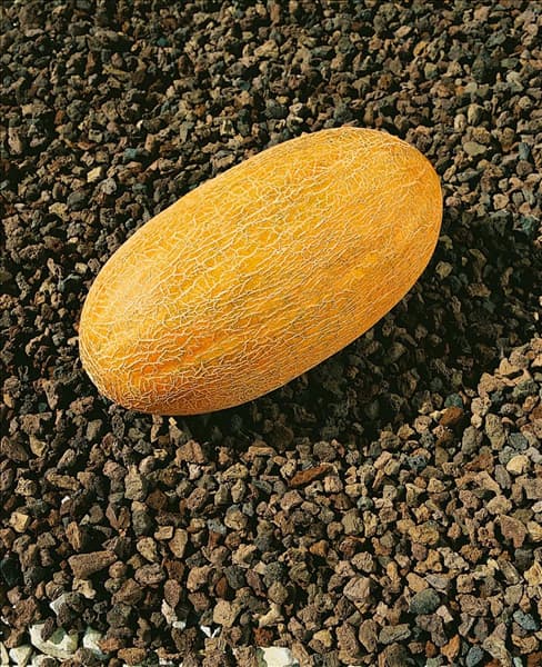 Melone/Cucumis melo Galia