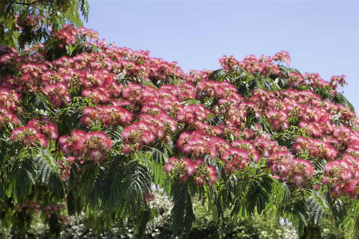 Albizia julibrissin Boubri OMBRELLA