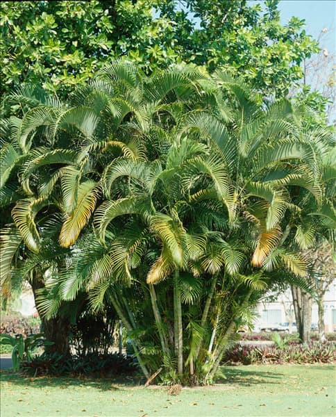 CHRYSALIDOCARPUS LUTESCENS