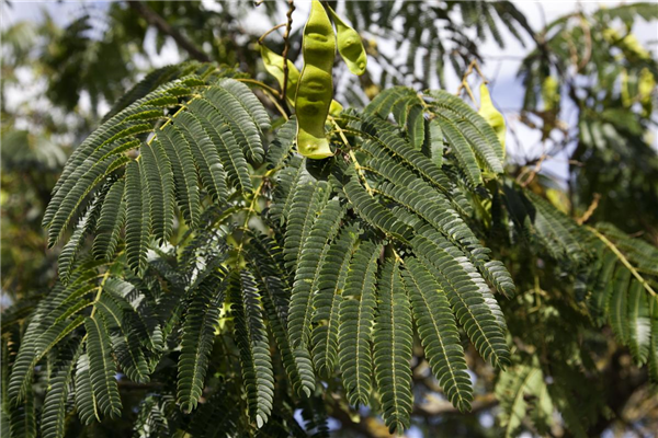 Albizia julibrissin Boubri OMBRELLA