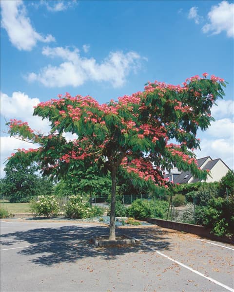 Albizia julibrissin Ombrella