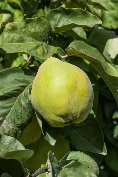 Cydonia oblonga var. oblonga Portugieser Birnenquitte