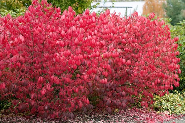 Euonymus alatus im Herbst