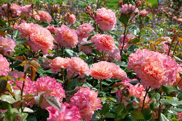 Rosa Augusta Luise ®