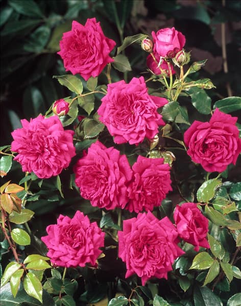 Rosa Laguna ®