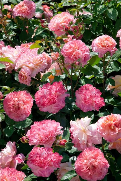 Rosa Augusta Luise ®
