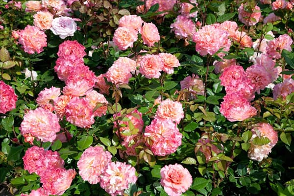 Rosa Augusta Luise ®