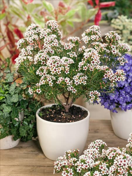 Chamelaucium uncinatum Snowflake