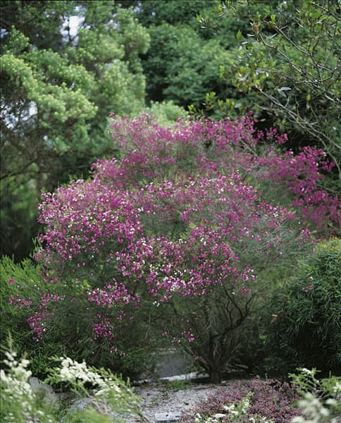 CHAMELAUCIUM UNCINATUM