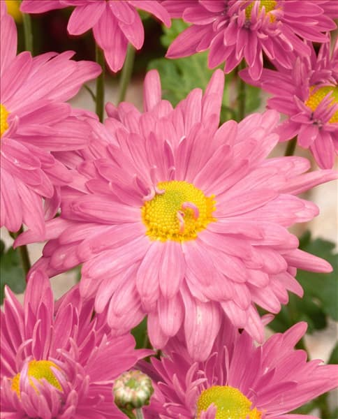 Chrysanthemum indicum Beppie Rose