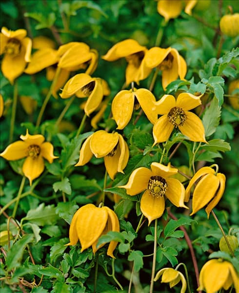 Clematis tangutica 'Orange Peel'