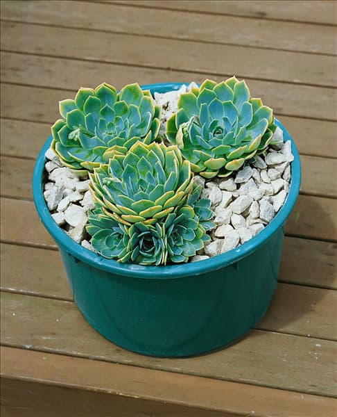 Echeveria Baby Blue