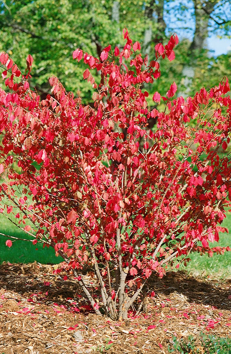 Euonymus alatus Chicago Fire