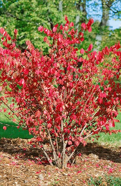 Euonymus alatus Chicago Fire