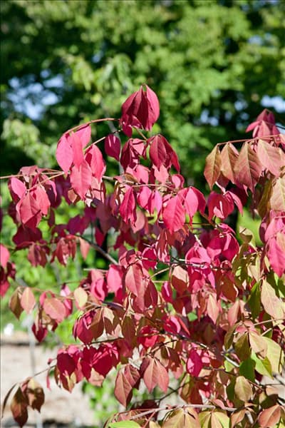 Euonymus alatus Chicago Fire