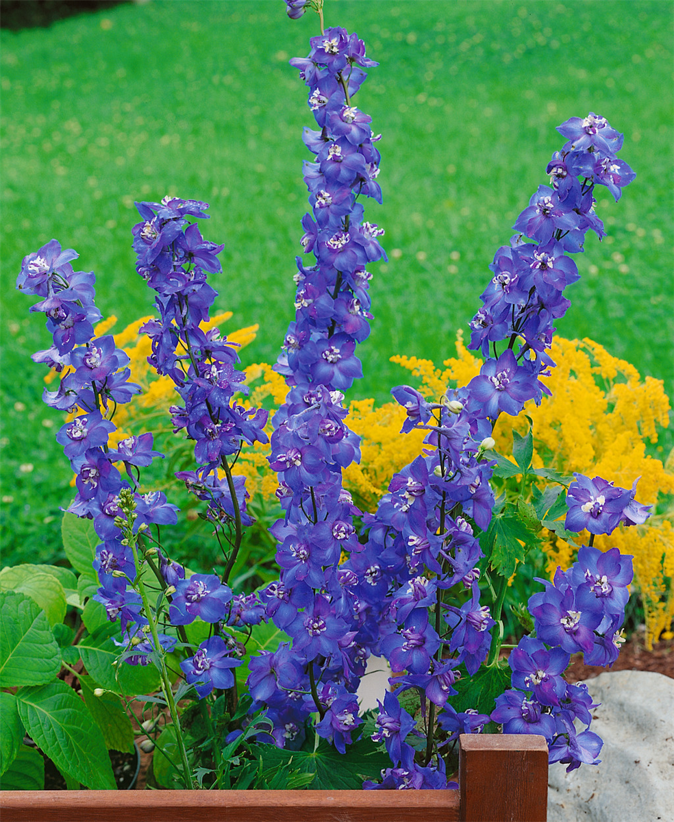 Delphinium Polarnacht