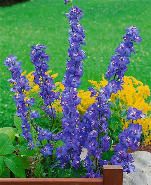 Delphinium x elatum 'Polarnacht'