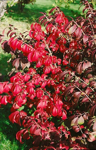 Euonymus alatus Chicago Fire