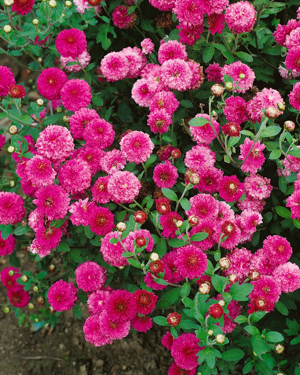 CHRYSANTHEMUM HYBRID ANASTASIA