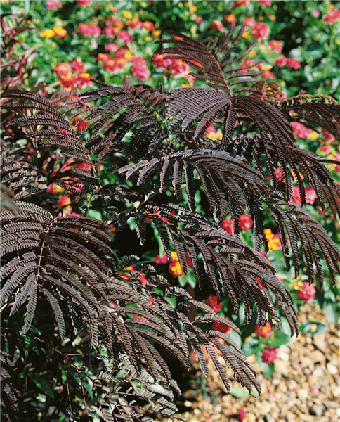 Albizia julibrissin Summer Chocolate