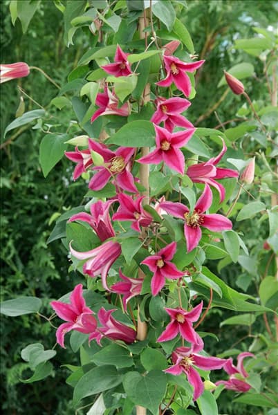 Clematis texensis Princess Diana
