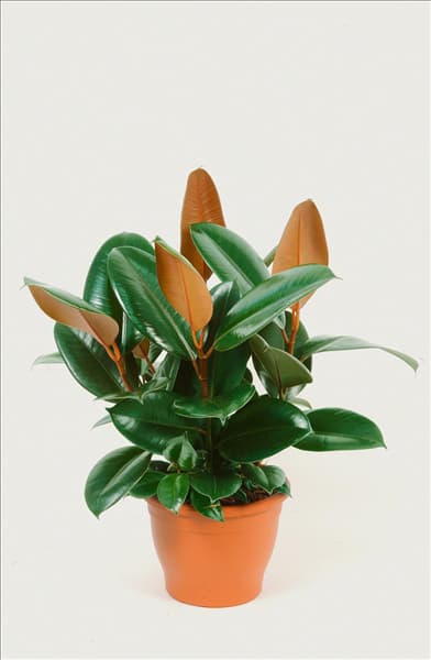 Ficus elastica