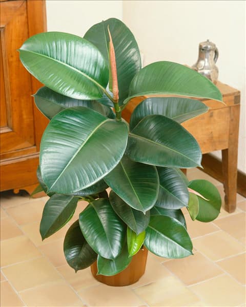 FICUS ELASTICA