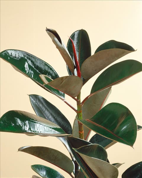 FICUS ELASTICA BURGUNDI