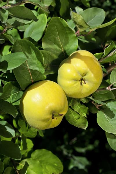 Cydonia oblonga 'Konstantinopeler Apfelquitte'
