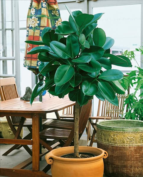 FICUS elastica Robusta