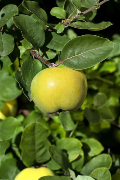 Cydonia oblonga var. maliformis Konstantinopler Apfelquitte