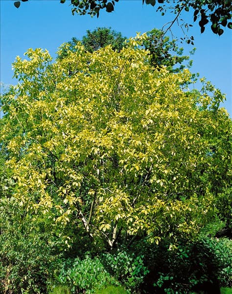 Ficus elastica Variegata
