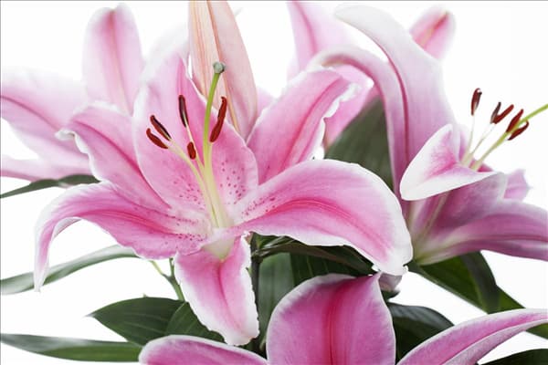 Lilium