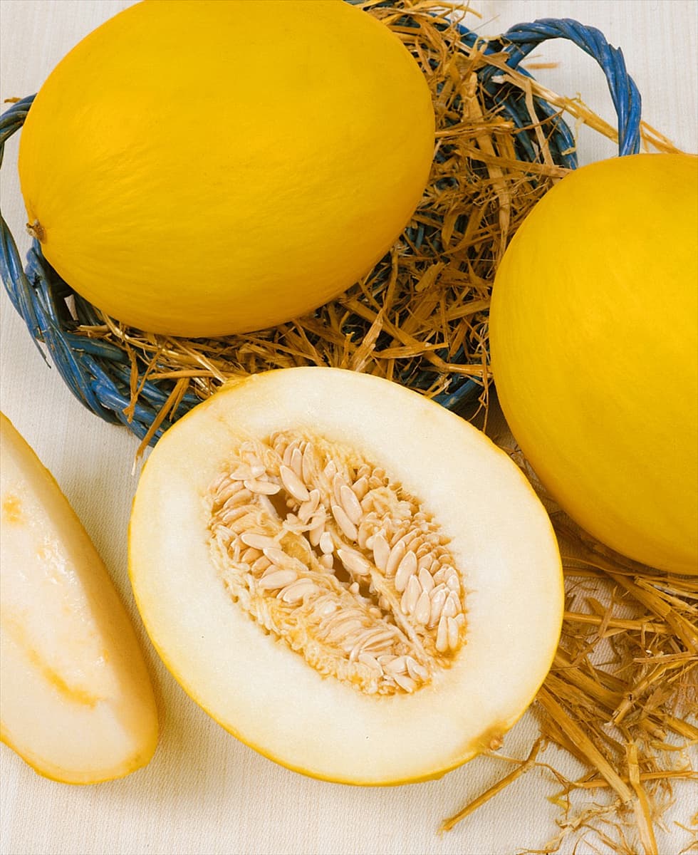 Melone/Cucumis melo SPANISH SWEET