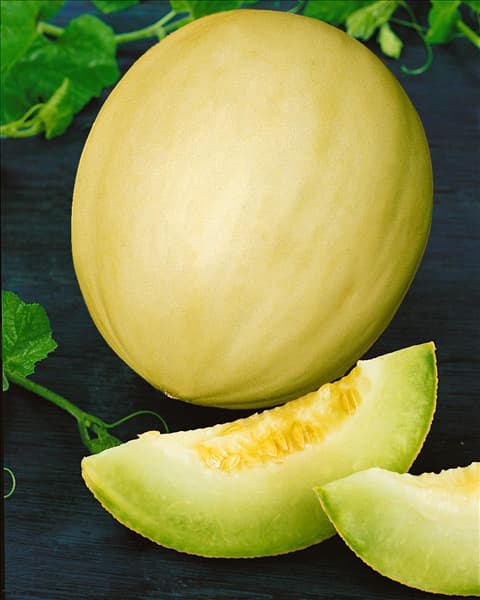 Melone/Cucumis melo GELB