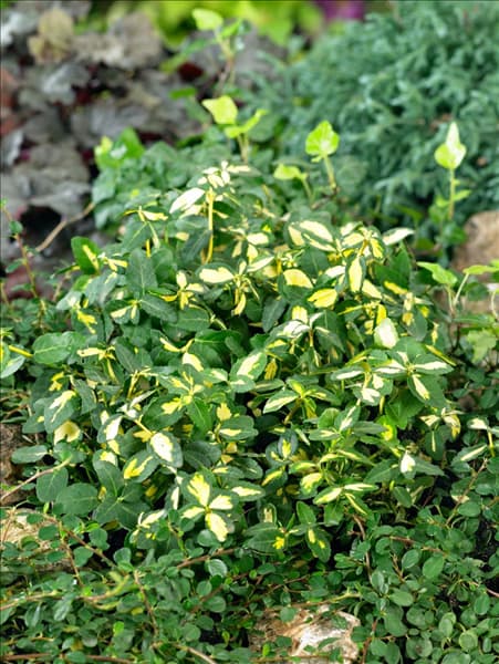 Euonymus fortunei 'Blondy'®