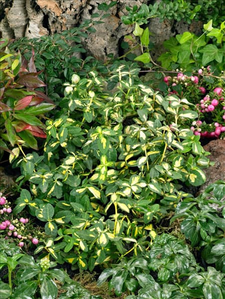 Euonymus fortunei Blondy (R)