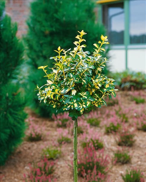 Euonymus fortunei Blondy (R)