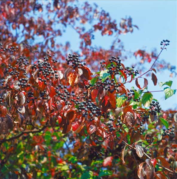 CORNUS SANGUINEA