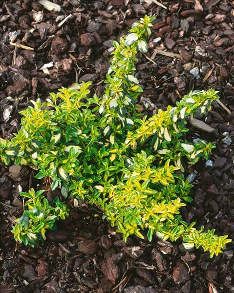 Euonymus fortunei Blondy (R)