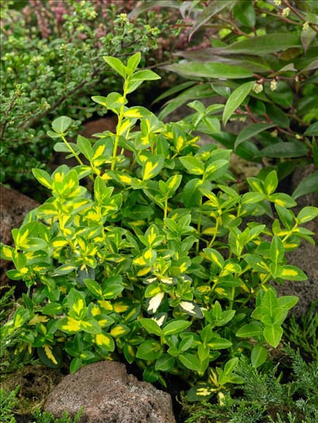 Euonymus fortunei Blondy (R)