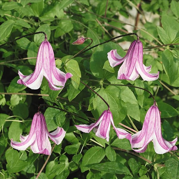 Clematis Princess Kate