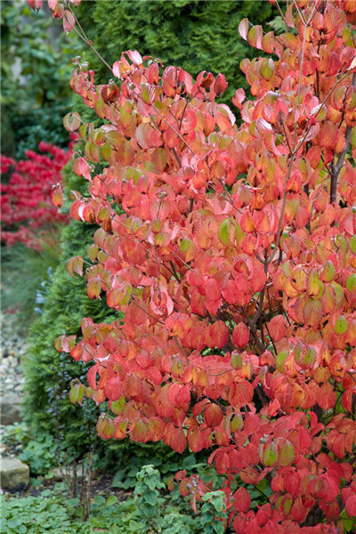 Cornus sanguinea im Herbst