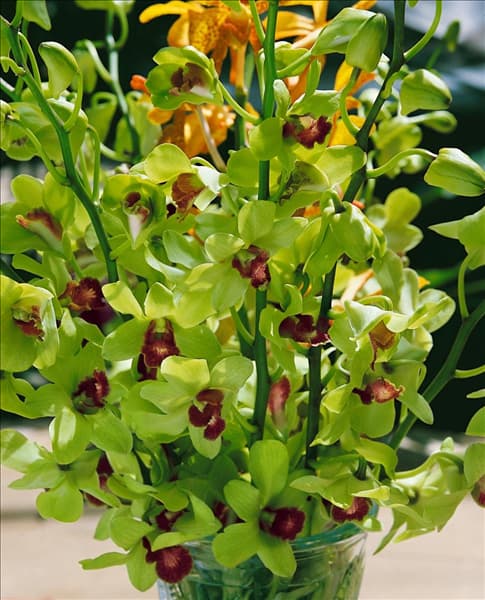 Dendrobium 'Emma Green'
