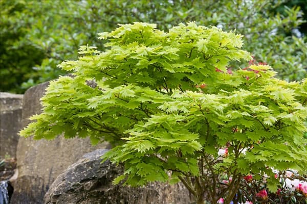 Acer shirasawanum Aureum