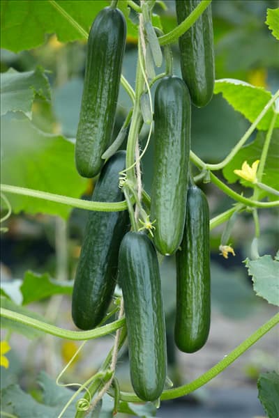 Cucumis sativus