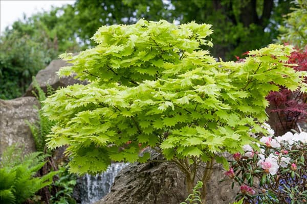 Acer shirasawanum Aureum