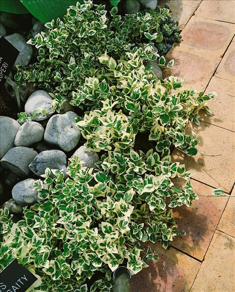 Euonymus fortunei Emerald Gaiety