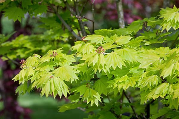 Acer shirasawanum Aureum
