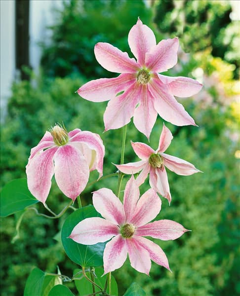 Clematis Princesse Alexandra